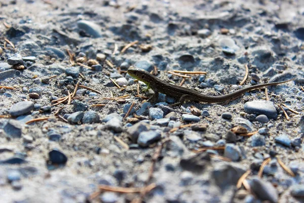 在一块灰色的石头上 一只小蜥蜴被拍得非常近 — 图库照片
