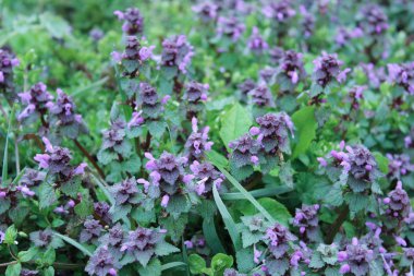 Lamium purpureum (mor ölü-ısırgan veya mor archangel) yeşil çim yakın çekim arasında mükemmel mor çiçeği