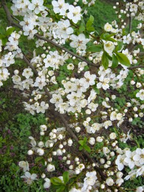 Apple çiçekler. Seçici odak içinde ihale beyaz elma çiçeği
