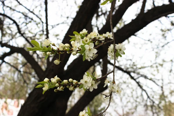 Apple Květiny Nabídka Bílé Jabloň Selektivní Ostření — Stock fotografie