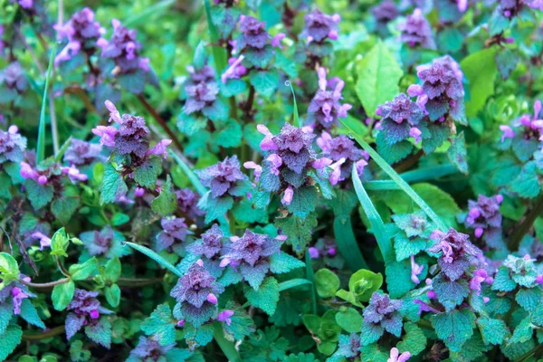 Lamium Purpureum Lila Halott Csalán Vagy Lila Arkangyal Közötti Zöld — Stock Fotó