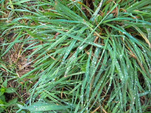 Schöner Hintergrund Von Tautropfen Auf Grünem Gras — Stockfoto