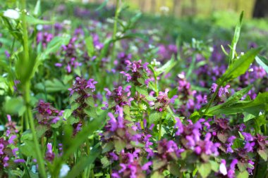 Lamium purpureum (mor ölü-ısırgan veya mor archangel) yeşil çim yakın çekim arasında mükemmel mor çiçeği