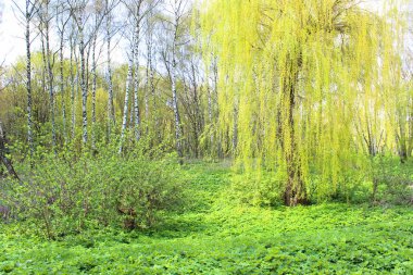 Söğüt ağacıyla Şehir Parkı genç yapraklarda
