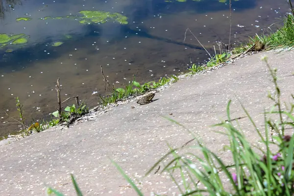 Frog Sitting Shore Pond City Park — Stock Photo, Image