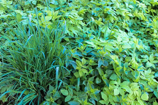 Daun Dan Batang Jelatang Penyengat Tengah Rumput Dalam Fokus Selektif — Stok Foto