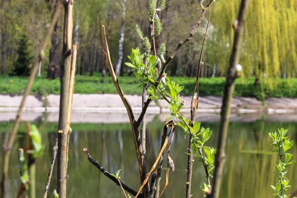 背景の樹木に単一の芽は 春の公園を見て — ストック写真