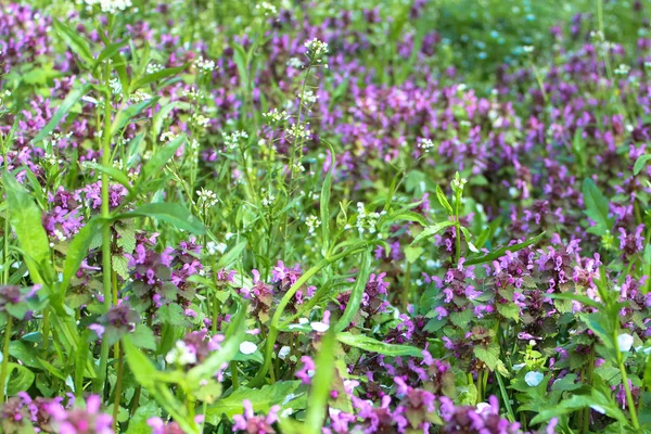 Excelente Flor Roxa Lamium Purpureum Urtiga Morta Roxa Arcanjo Roxo — Fotografia de Stock