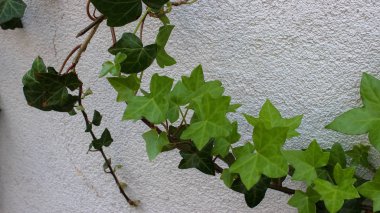 Yeşil süs üzüm gri bir duvar arka plan üzerinde bırakır.