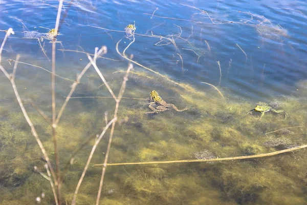 개구리 연못에 — 스톡 사진