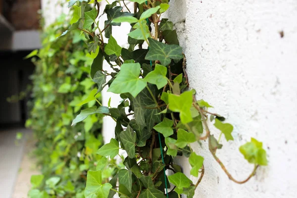 Groene Bladeren Van Decoratieve Druiven Achtergrond Van Een Grijze Muur — Stockfoto