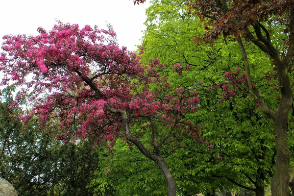 Růžové Květy Sakura Jako Ozdoba Města — Stock fotografie