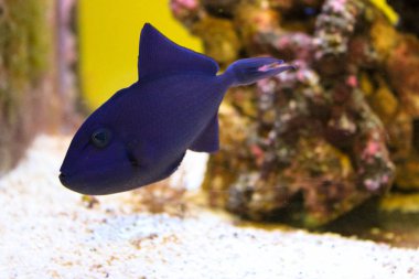 Redtoothed Triggerfish içinde belgili tanımlık akvaryum. Seçici odak çerçevedir.