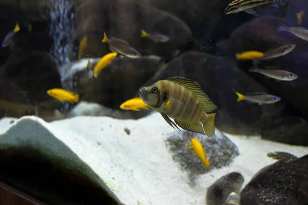 Риба Акваріумі Кадр Вибірковому Фокусі — стокове фото