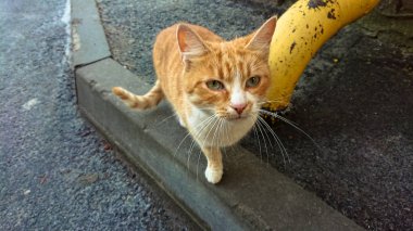 Evsiz kırmızı kedi asfalt kaplama evin yanında tarih