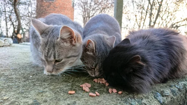 Three cute homeless cats eat the food