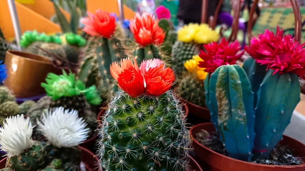 Raccolta Diversi Tipi Cactus Piante Grasse Vaso — Foto Stock