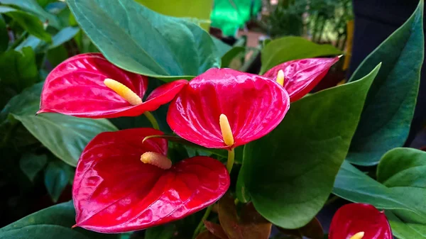 Several Heart Shaped Flowers Red Anthurium Other Names Tailflower Flamingo — Stock Photo, Image