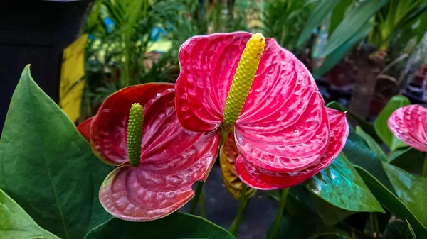 Several Heart Shaped Flowers Red Anthurium Other Names Tailflower Flamingo — Stock Photo, Image