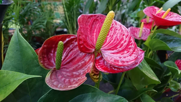 Several Heart Shaped Flowers Red Anthurium Other Names Tailflower Flamingo — Stock Photo, Image