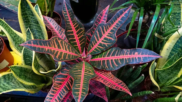Renkli yaprakları Croton Petra güzel arka plan kadar kapatın. Diğerleri öyle adları bitki Codiaeum variegatum, alacalı Laurel, Bahçe Croton. Seçici odak.
