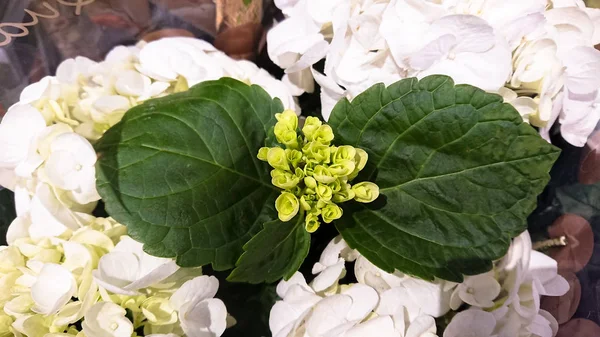 A beautiful branch of a bush flower. Green buds and white flower — Stock Photo, Image