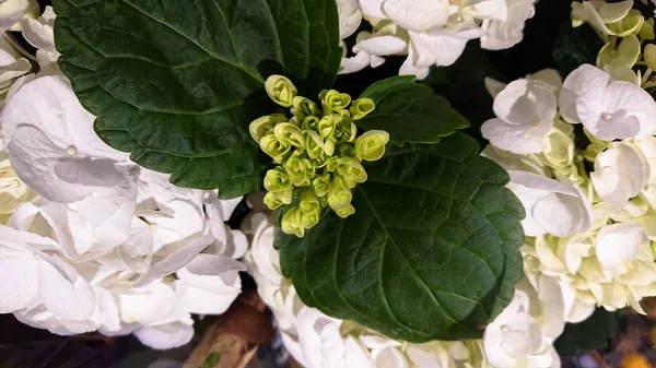 A beautiful branch of a bush flower. Green buds and white flower — Stock Photo, Image