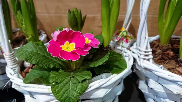 A beautiful flower. Green buds and pink flowers. — Stock Photo, Image