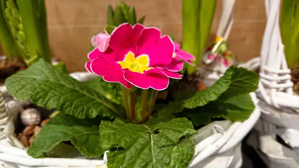 Прекрасна квітка. Зелені бутони і рожеві квіти . — стокове фото