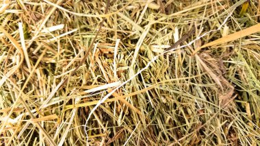 Altın saman arka plan vintage tarzı tasarım için