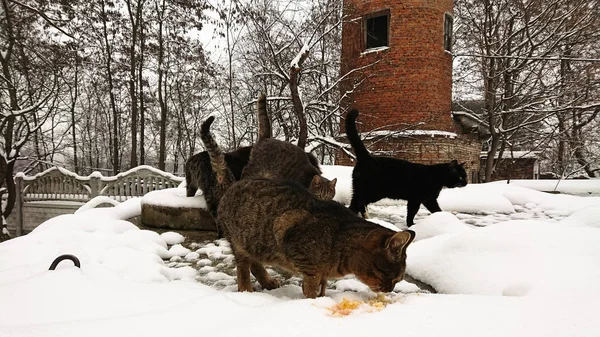 In der schneereichen Jahreszeit fressen obdachlose Katzen Fischstückchen. — Stockfoto
