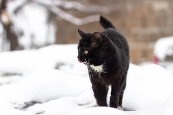 In der Schneesaison laufen obdachlose Katzen im Schnee. — Stockfoto