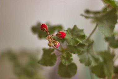 Kırmızı Pelargonyum tomurcuk. Yeşil yaprakları ve sapı bulanık visib