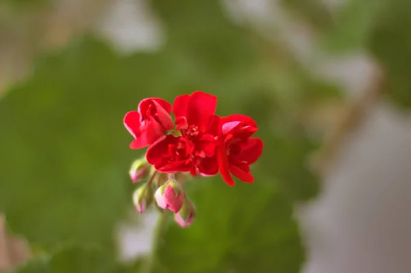 Bud Of Red Pelargonium. Green Leaves And Stalk Blurred Are Visib — Stock Photo, Image