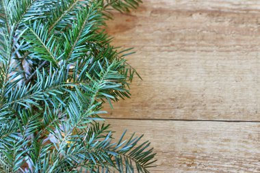 Noel süslemeleri - dekora ile iğne yapraklı ağaçların dalları