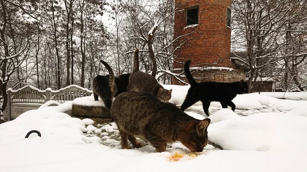 En la temporada nevada, los gatos sin hogar comen trozos de pescado . —  Fotos de Stock