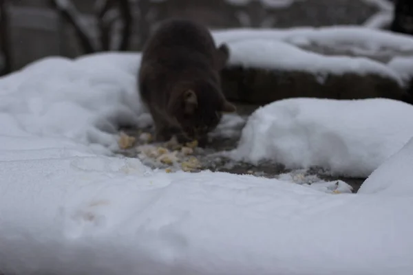 In het seizoen van de sneeuw lopen dakloze katten in de sneeuw. — Stockfoto