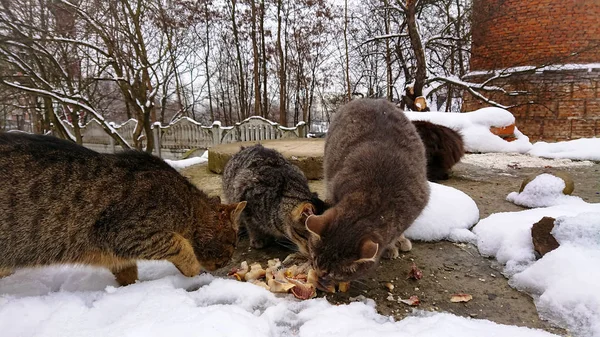 En la temporada nevada, los gatos sin hogar comen trozos de pescado . —  Fotos de Stock