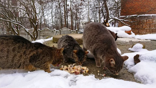 In der schneereichen Jahreszeit fressen obdachlose Katzen Fischstückchen. — Stockfoto