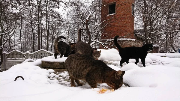 En la temporada de nieve, los gatos sin hogar corren en la nieve . —  Fotos de Stock