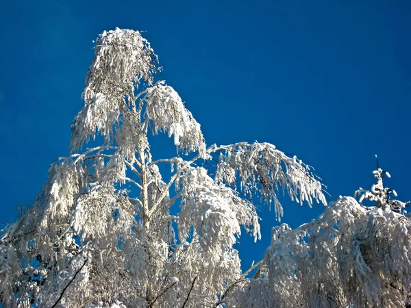 I vinterskogen. Trädens grenar är täckta med — Stockfoto
