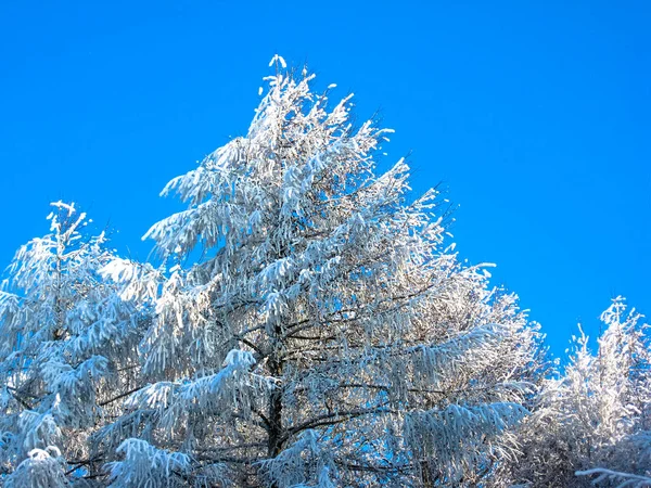 冬の森で木の枝はで覆われている — ストック写真