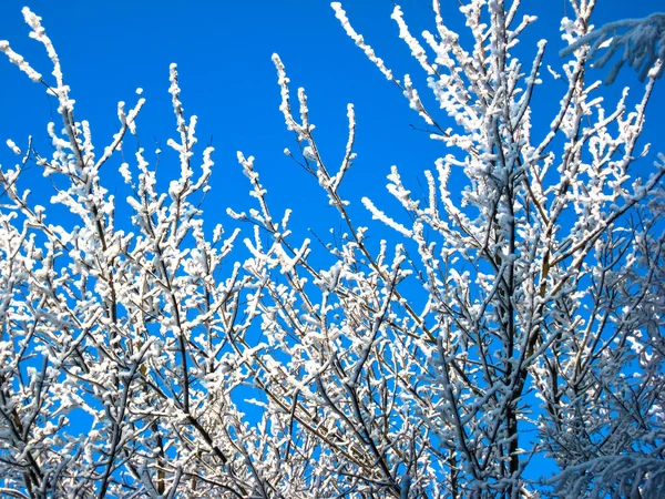 In het winterbos. De takken van de bomen zijn bedekt met — Stockfoto