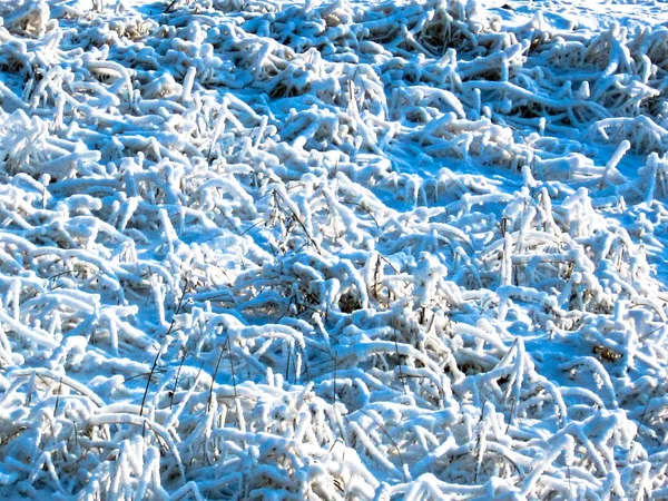 Snöiga fält. Full Frame av gräs stjälkar besprutas med snö — Stockfoto