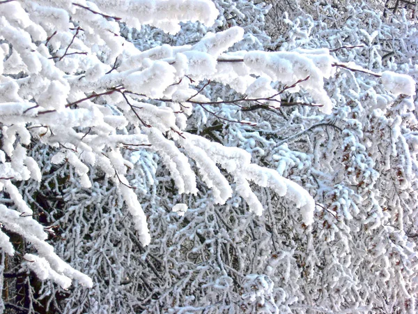 У зимовому лісі. Гілки дерев покриті — стокове фото