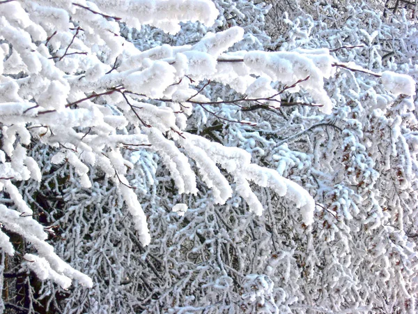 Nella foresta invernale. I rami degli alberi sono coperti di — Foto Stock