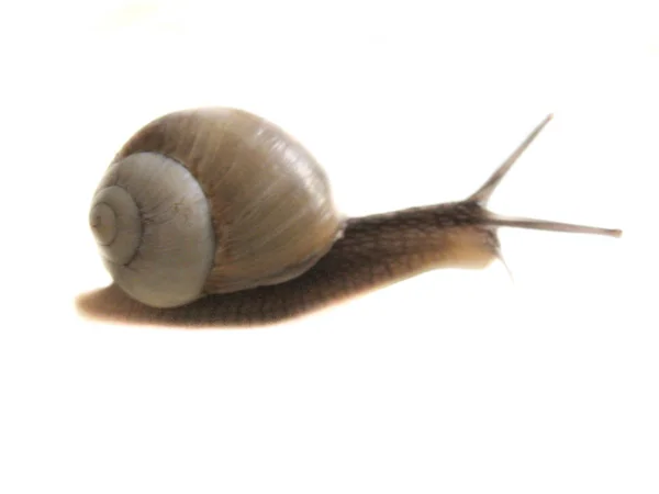 白色背景上的蜗牛孤立图像 — 图库照片