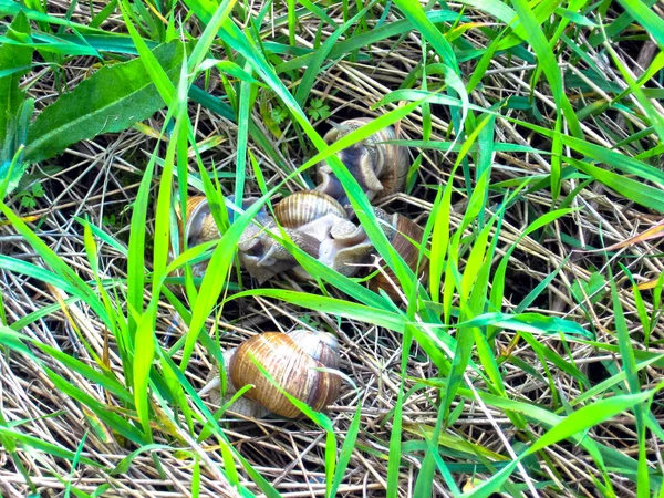 蜗牛在阳光明媚的草地上 — 图库照片