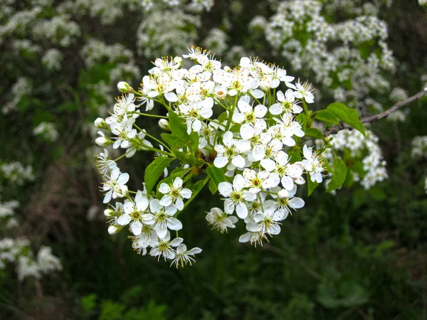 Ένα υπέροχο λευκό λουλούδι από άνθος κερασιάς — Φωτογραφία Αρχείου