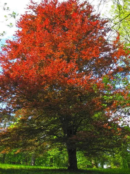 Uma árvore com folhas vermelhas no meio de outras árvores com verde l — Fotografia de Stock